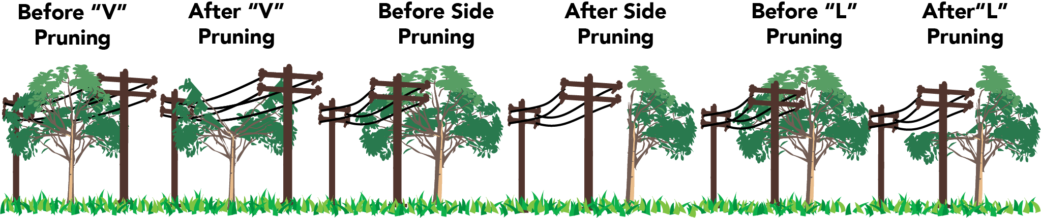 Tree Trimming Graphic